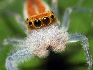 насекомые 005