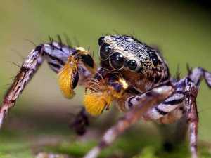 насекомые 001