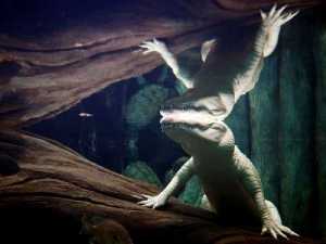 животные 001