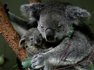 животные 002