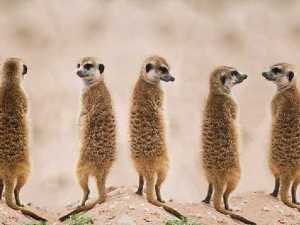 животные 003