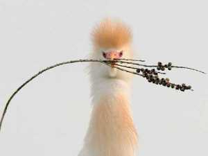 животные 005