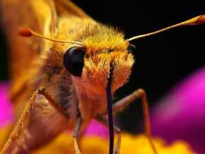 насекомые 004