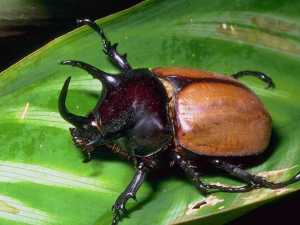 насекомые 007