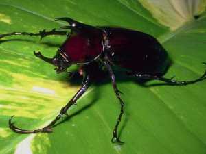 насекомые 008