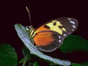 насекомые 010