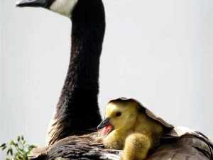 животные 009