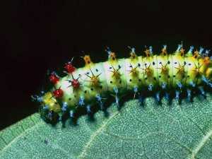 насекомые 011