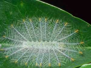 насекомые 012