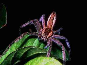 насекомые 013