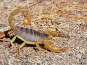 насекомые 014