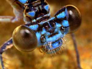 насекомые 016