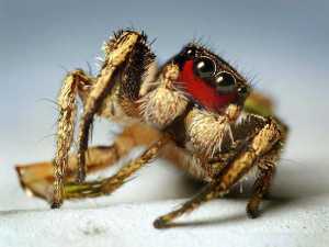 насекомые 015