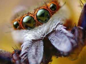 насекомые 019