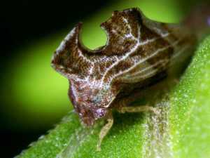 насекомые 018