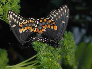 насекомые 020