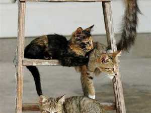 животные 011