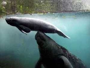 животные 012