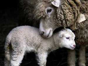 животные 013