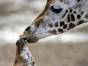 животные 014