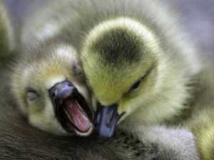 животные 015