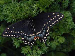 насекомые 021