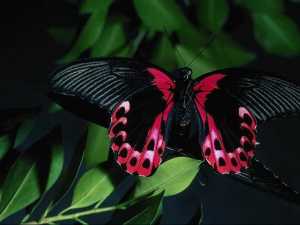 насекомые 022