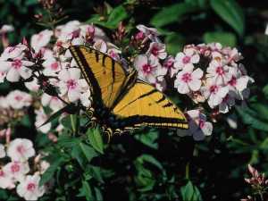 насекомые 023