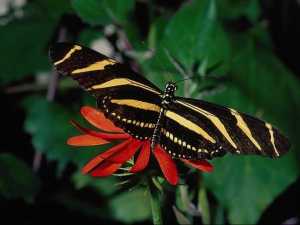 насекомые 024