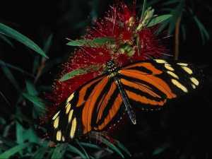 насекомые 025