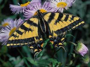 насекомые 026