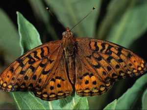 насекомые 027