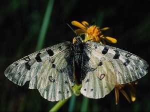 насекомые 028