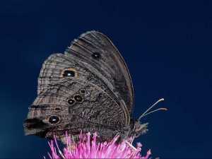 насекомые 029