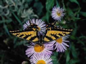 насекомые 030