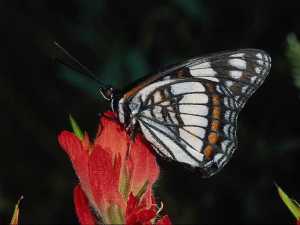 насекомые 031