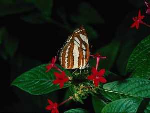 насекомые 032