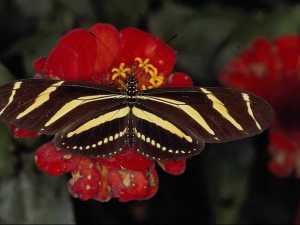 насекомые 034