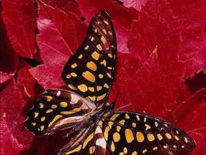 насекомые 033