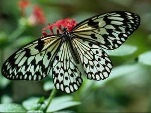 насекомые 035