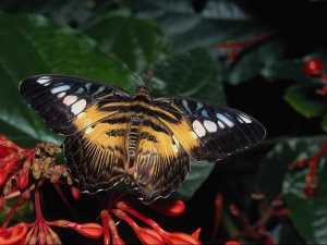 насекомые 036