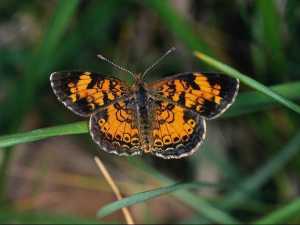 насекомые 038