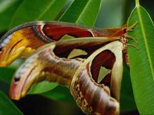 насекомые 037