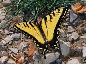 насекомые 039