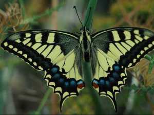 насекомые 040