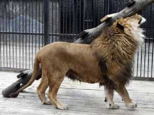 животные 016