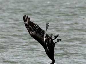 животные 017