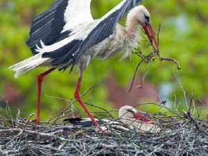 животные 018