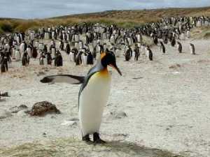 животные 019