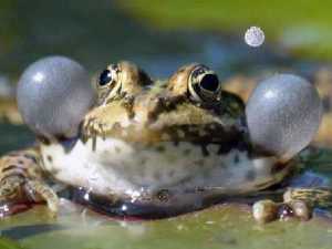 животные 020